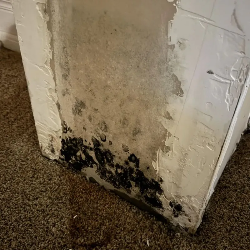 Professional Mold Removal in Sykesville, MD